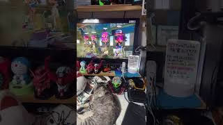 ライブ ハイライト